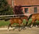 Annonce cheval