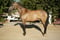Annuncio cavallo