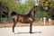 Horse ad