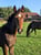 Annuncio cavallo