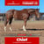 Horse ad