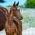 Annuncio cavallo