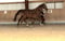 Horse ad