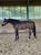 Annuncio cavallo