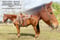 Horse ad