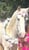 Horse ad