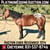 Horse ad