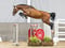 Horse ad