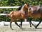 Paardadvertentie