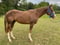 Horse ad