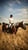 Annuncio cavallo
