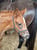 Horse ad