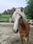 Annuncio cavallo