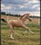 Annuncio cavallo
