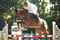 Annonce cheval