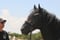 Annuncio cavallo