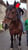 Anuncio de caballos