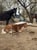 Horse ad