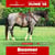 Paardadvertentie