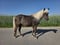Horse ad