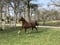 Horse ad