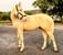 Horse ad