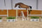 Horse ad