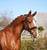 Annuncio cavallo