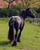 Horse ad