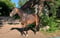 Horse ad