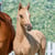 Annuncio cavallo