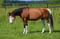 Horse ad