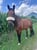 Horse ad
