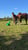 Horse ad