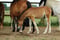 Horse ad