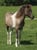 Horse ad