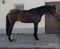 Annuncio cavallo