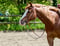 Annuncio cavallo