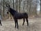 Horse ad
