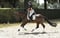 Annuncio cavallo