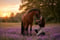 Annuncio cavallo
