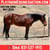 Anuncio de caballos