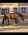 Annuncio cavallo