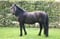 Annuncio cavallo