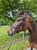 Annuncio cavallo