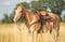 Annuncio cavallo