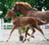 Horse ad
