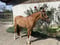Horse ad