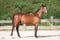 Annuncio cavallo