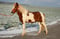 Horse ad